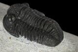 Two Detailed Gerastos Trilobite Fossils - Morocco #119012-5